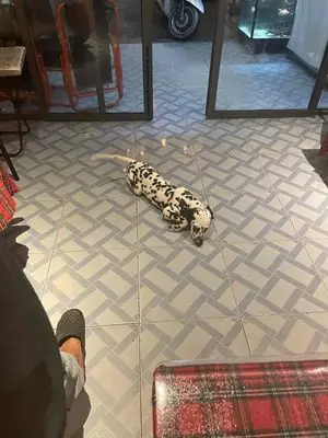 Chó Đốm 5 Tháng Tuổi