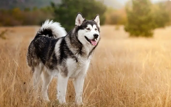 Chó Husky (husky Siberian)