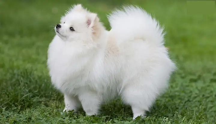 Đặt Tên Theo Ngoại Hình, Tính Cách