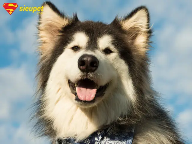 Giới Thiệu Về Chó Alaska Và Tầm Quan Trọng Của Việc Đặt Tên