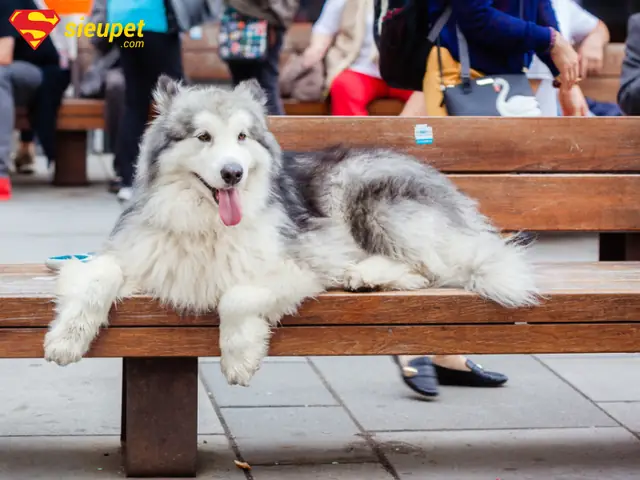 Gợi Ý Tên Cho Chó Alaska Cái