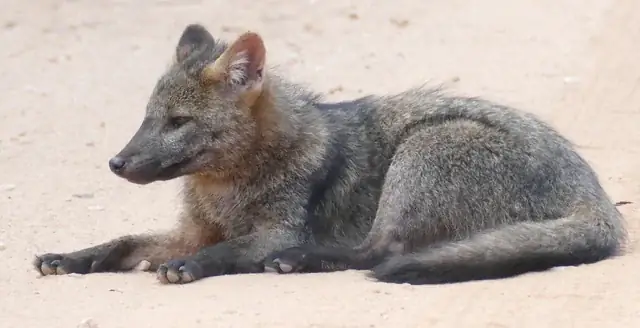 Canis Lupus Familiaris: Tên Khoa Học Chính Thức Của Loài Chó Nhà Canis Lupus Familiaris: Tên Khoa Học Chính Thức Của Loài Chó Nhà