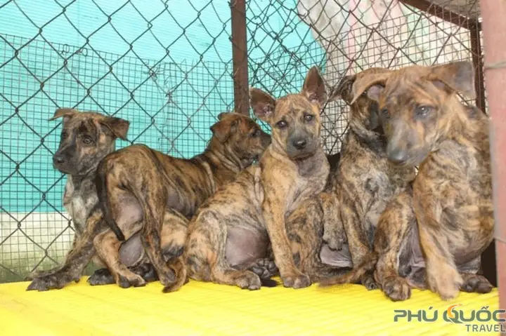 Tính Cách Của Chó Xoáy Tại Phú Quốc Tính Cách Của Chó Xoáy Tại Phú Quốc