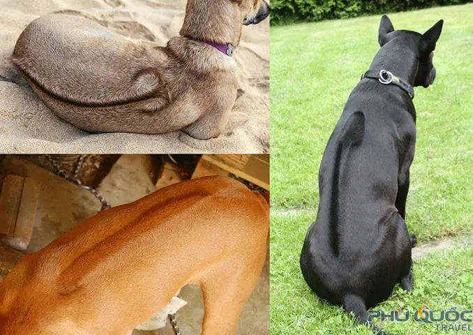 Nguồn Gốc Của Chó Xoáy Phú Quốc Nguồn Gốc Của Chó Xoáy Phú Quốc