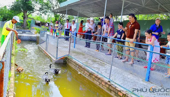 Xem Đua Chó Cực Kỳ Thú Vị Xem Đua Chó Cực Kỳ Thú Vị