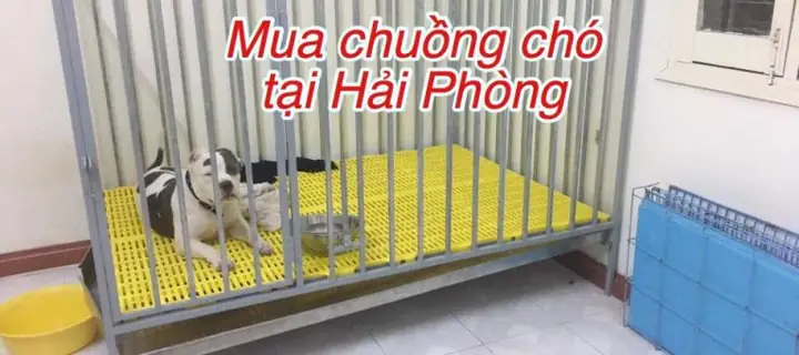 Dia-chi-mua-chuong-cho-tai-hai-phong