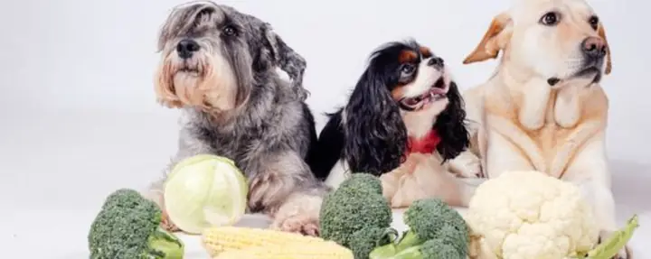 Tháp Dinh Dưỡng Cho Chó Tháp Dinh Dưỡng Cho Chó