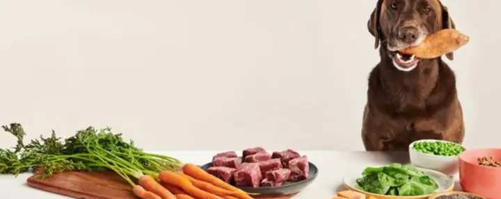 Tháp Dinh Dưỡng Cho Chó Tháp Dinh Dưỡng Cho Chó