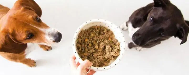 Tháp Dinh Dưỡng Cho Chó Tháp Dinh Dưỡng Cho Chó