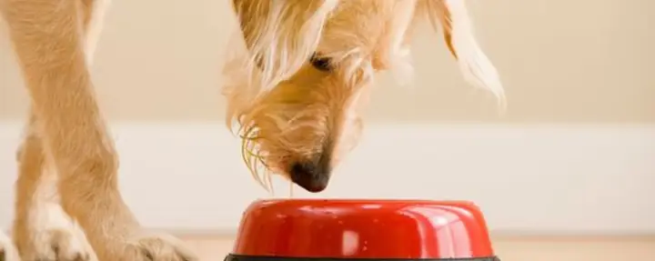 Tháp Dinh Dưỡng Cho Chó Tháp Dinh Dưỡng Cho Chó