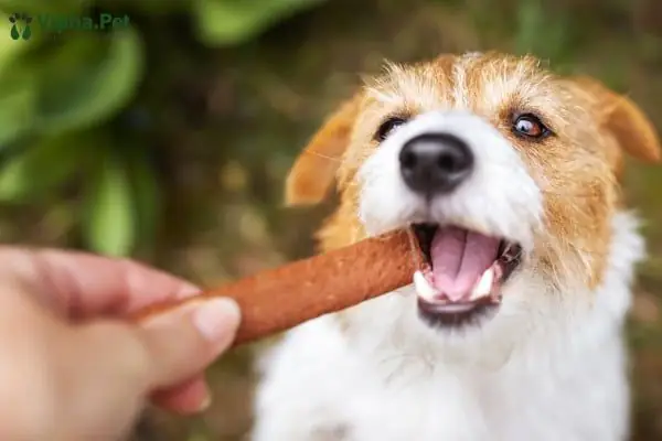 Giá Triệt Sản Cho Chó Đực Bao Nhiêu Tiền?