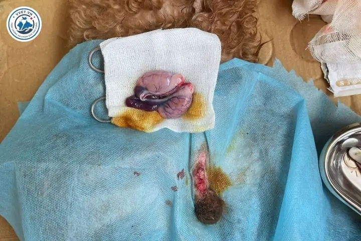 Thiến Chó Có Nguy Hiểm Không?