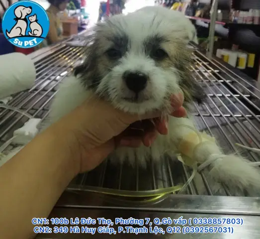 Thiến Chó Mèo Tại Nhà