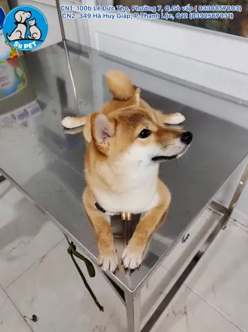 Thiến Chó Mèo Tại Nhà