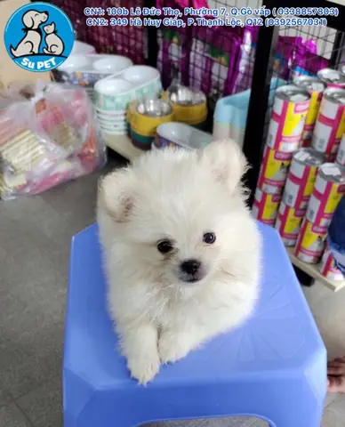 Thiến Chó Mèo Tại Nhà