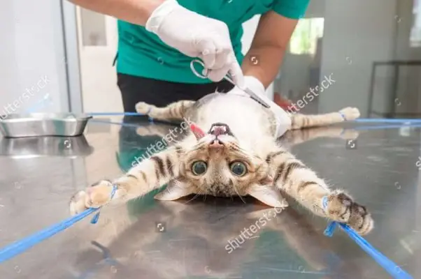 Thiến Chó Như Thế Nào: Hướng Dẫn Chi Tiết Từ A Đến Z Thiến Chó Như Thế Nào: Hướng Dẫn Chi Tiết Từ A Đến Z