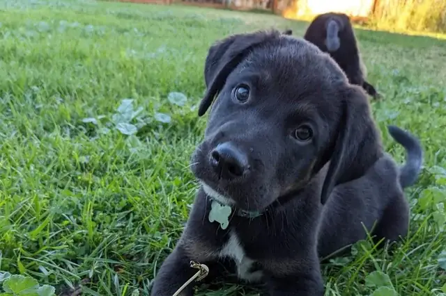 Thiến Chó Như Thế Nào: Hướng Dẫn Chi Tiết Từ A Đến Z Thiến Chó Như Thế Nào: Hướng Dẫn Chi Tiết Từ A Đến Z