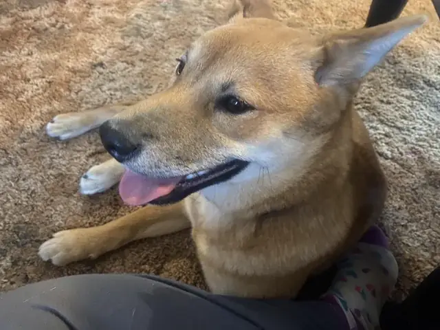 Thiết Bị Đuổi Chó Dữ: Hướng Dẫn Chọn Và Sử Dụng Hiệu Quả An Toàn