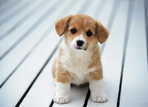 Bài Thơ Về Con Chó