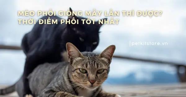 Thời Điểm Phối Giống Cho Chó: Hướng Dẫn Chi Tiết Từ A Đến Z Thời Điểm Phối Giống Cho Chó: Hướng Dẫn Chi Tiết Từ A Đến Z