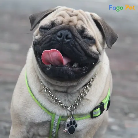 Quy Trình Phối Giống Chó Pug Tại Fago Pet
