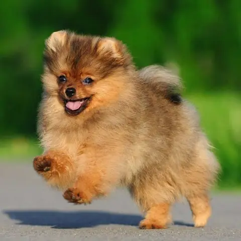 Chäm Sã³c Chã³ Poms