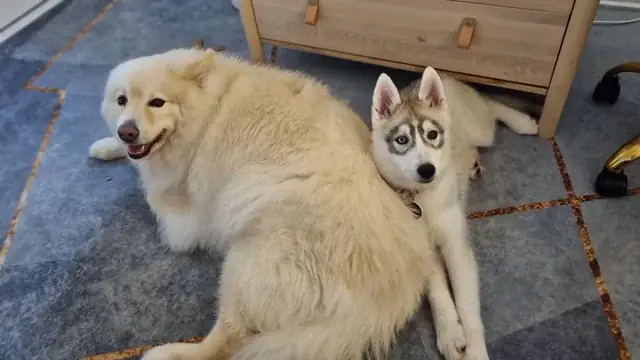 Thông Tin Về Loài Chó: Đặc Điểm, Lịch Sử Và Vai Trò Trong Đời Sống Con Người