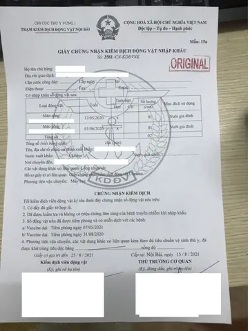 Thủ Tục Vận Chuyển Thú Cưng (chó Mèo) Về Việt Nam