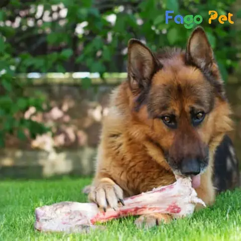 Chó Malinois Ăn Gì Khi Trưởng Thành