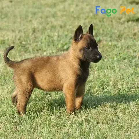 Chó Becgie Bỉ (malinois) Ăn Gì Khi Còn Bé ?