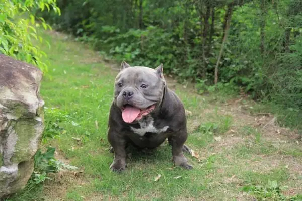 Nguồn Gốc Xuất Xứ Của Chó Bully