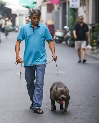 Đưa Chó Bully Ra Ngoài Tập Thể Dục Thường Xuyên