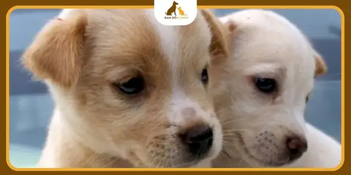 Vì Sao Cần Chọn Thức Ăn Chuyên Biệt Thay Vì Cho Ăn Tùy Tiện