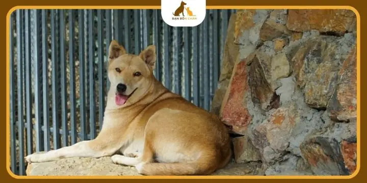 Thức Ăn Cho Chó Cỏ