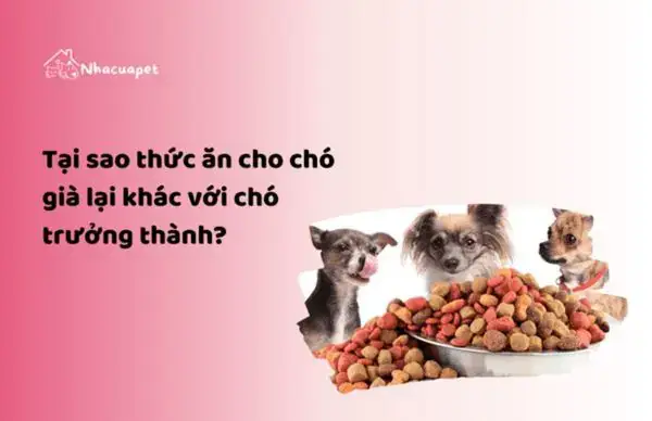 Tại Sao Thức Ăn Cho Chó Già Lại Khác Với Chó Trưởng Thành? Tại Sao Thức Ăn Cho Chó Già Lại Khác Với Chó Trưởng Thành?