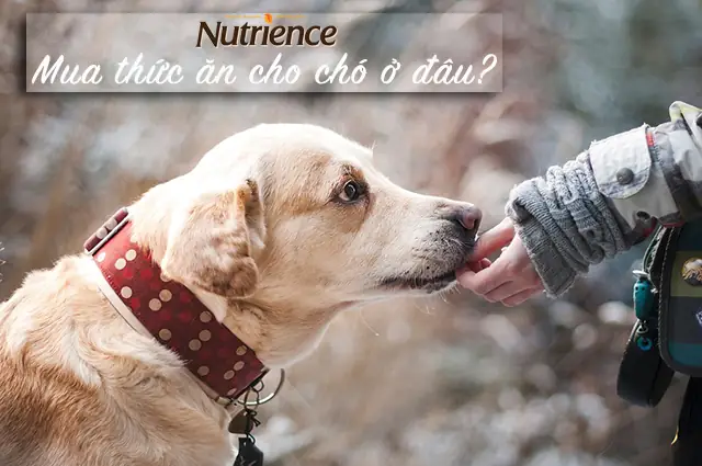 Mua Thức Ăn Cho Chó Ở Đâu? Cửa Hàng Bán Thức Ăn Cho Chó Giá Rẻ Tp.hcm