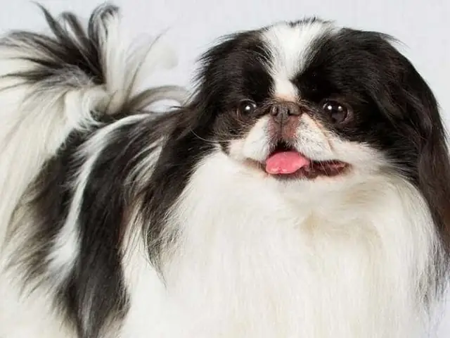 Chế Độ Dinh Dưỡng Và Thức Ăn Cho Chó Nhật Trên 6 Tháng