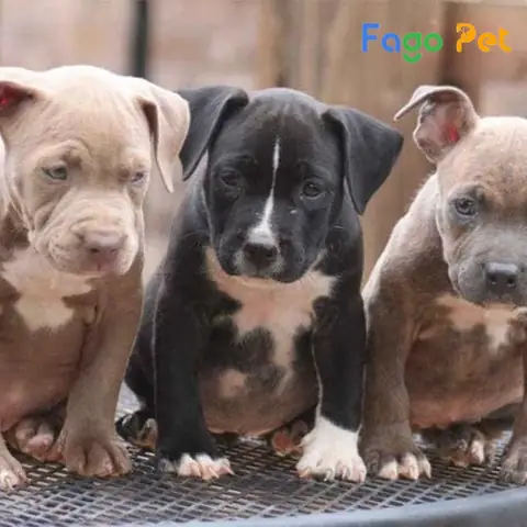 Đối Với Loại Chó Pitbull Con