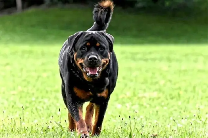Thành Phần Dinh Dưỡng Chó Rottweiler