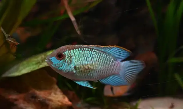 Thức Ăn Cho Chó Tiếng Anh Là Gì? Từ Vựng, Dinh Dưỡng Và Lựa Chọn Phù Hợp