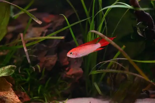 Thức Ăn Cho Chó Tiếng Anh Là Gì? Từ Vựng, Dinh Dưỡng Và Lựa Chọn Phù Hợp