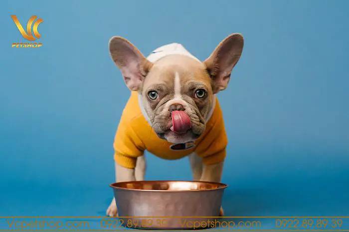 Thức Ăn Hạt Cho Chó Bull Pháp – Cách Lựa Chọn Thức Ăn Phù Hợp Nhất