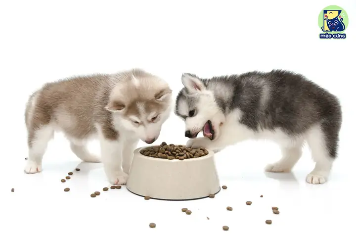 Chế Độ Dinh Dưỡng Cho Chó Alaska Từng Độ Tuổi