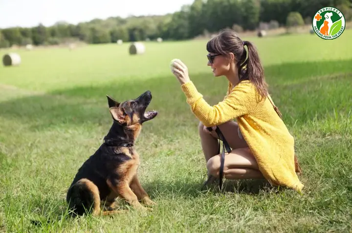 Cách Huấn Luyện Chó Becgie Ngồi, Nằm, Đứng