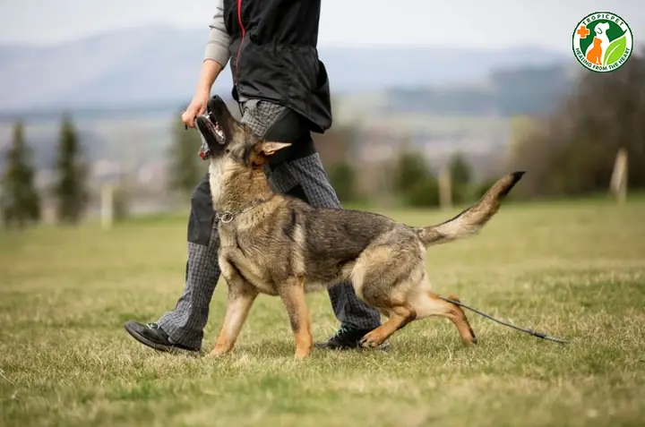 Chó Becgie Có Dễ Huấn Luyện Không?