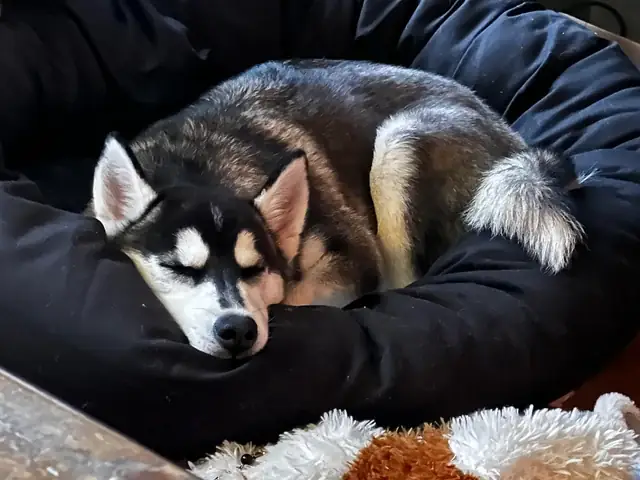 Thức Ăn Khô Cho Chó Con: Hướng Dẫn Chọn Lựa Và Sử Dụng Đúng Cách