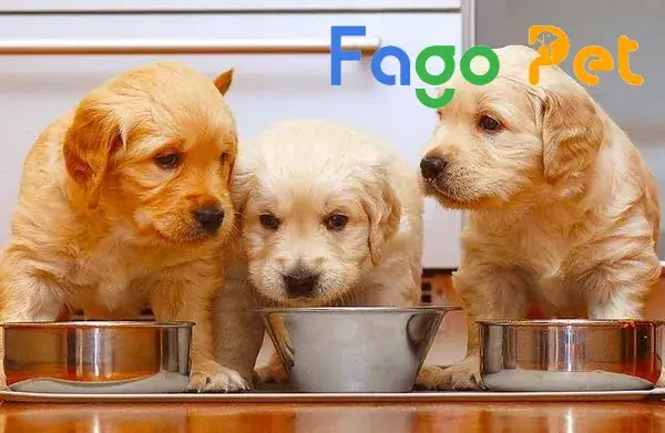 #9+ Thức Ăn Cho Chó Golden Giúp Bé Khỏe Mạnh, Lông Mượt