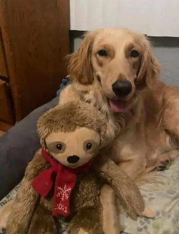 Thức Ăn Khô Cho Chó Golden: Hướng Dẫn Toàn Diện