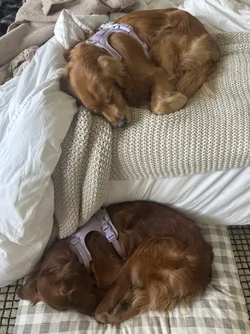 Nhu Cầu Dinh Dưỡng Theo Độ Tuổi