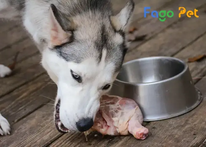 Tiêu Chí Quan Trọng Khi Chọn Thức Ăn Khô Cho Chó Husky